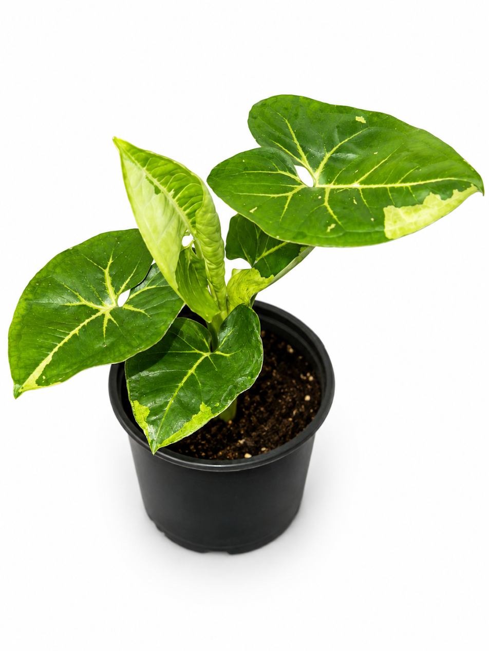 Syngonium Panda Galaxy