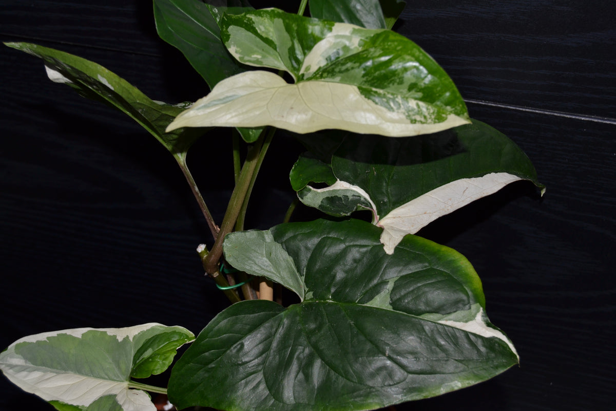 Syngonium Albo Variegata | BB014