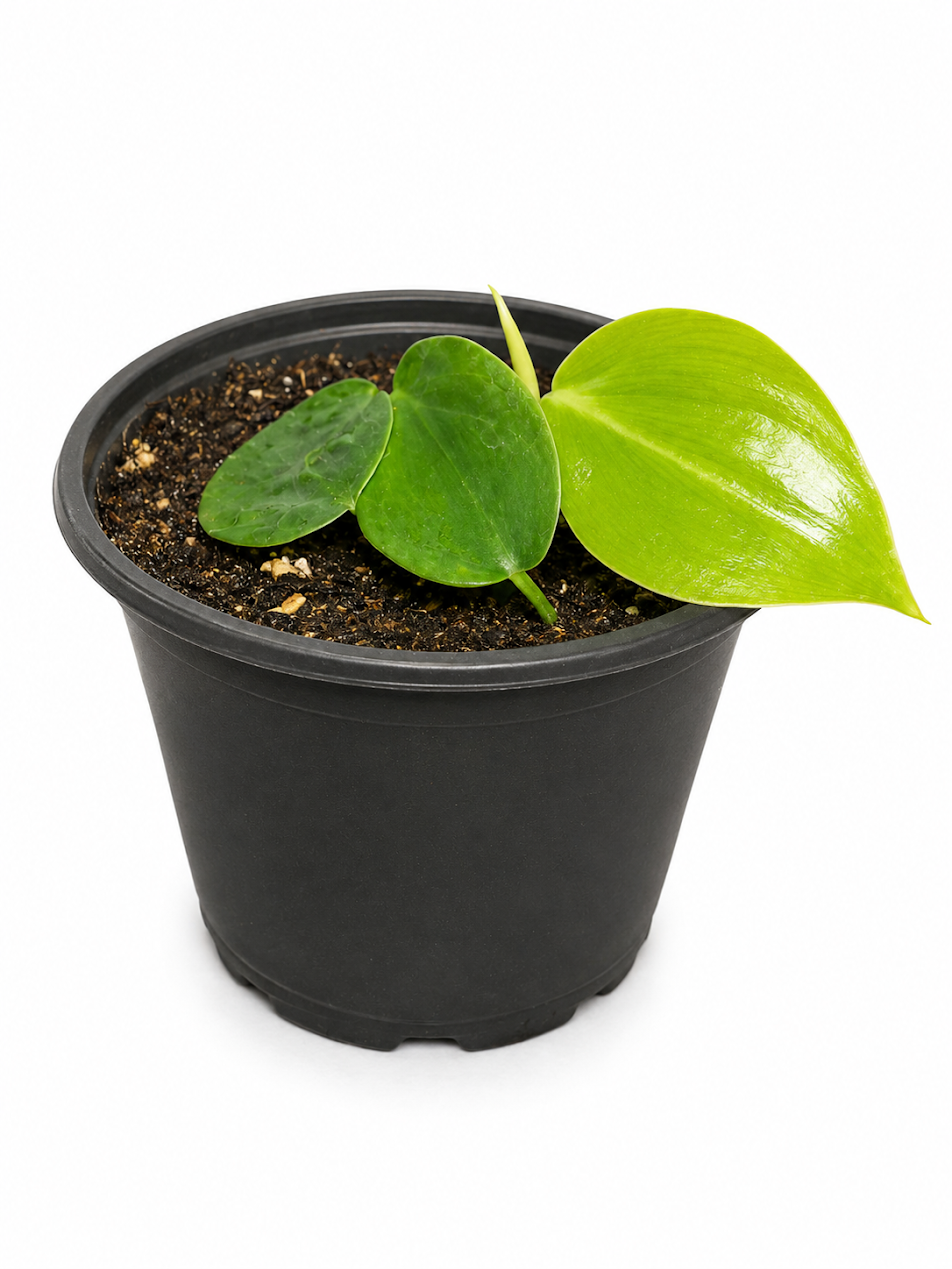 Philodendron Brasil