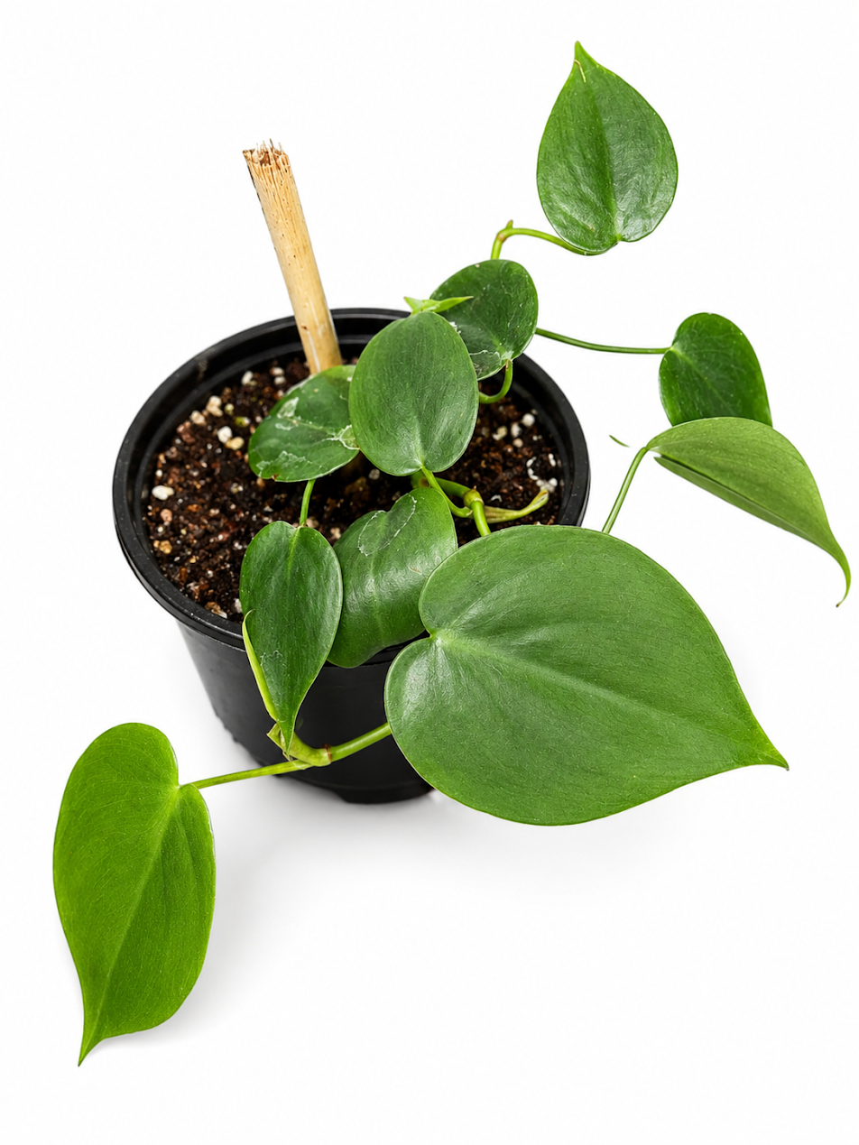 Philodendron Brasil