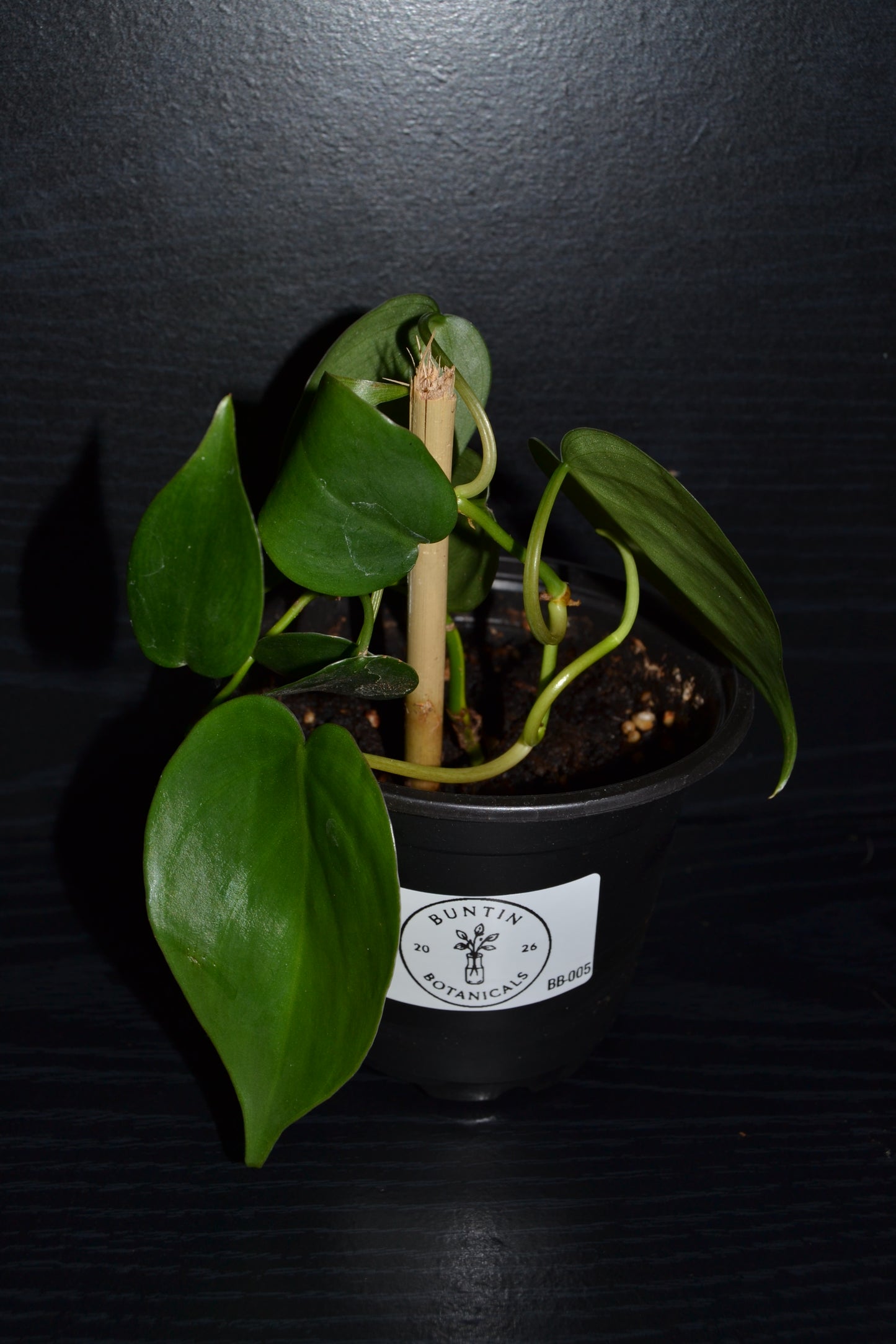 Philodendron Brasil | BB005