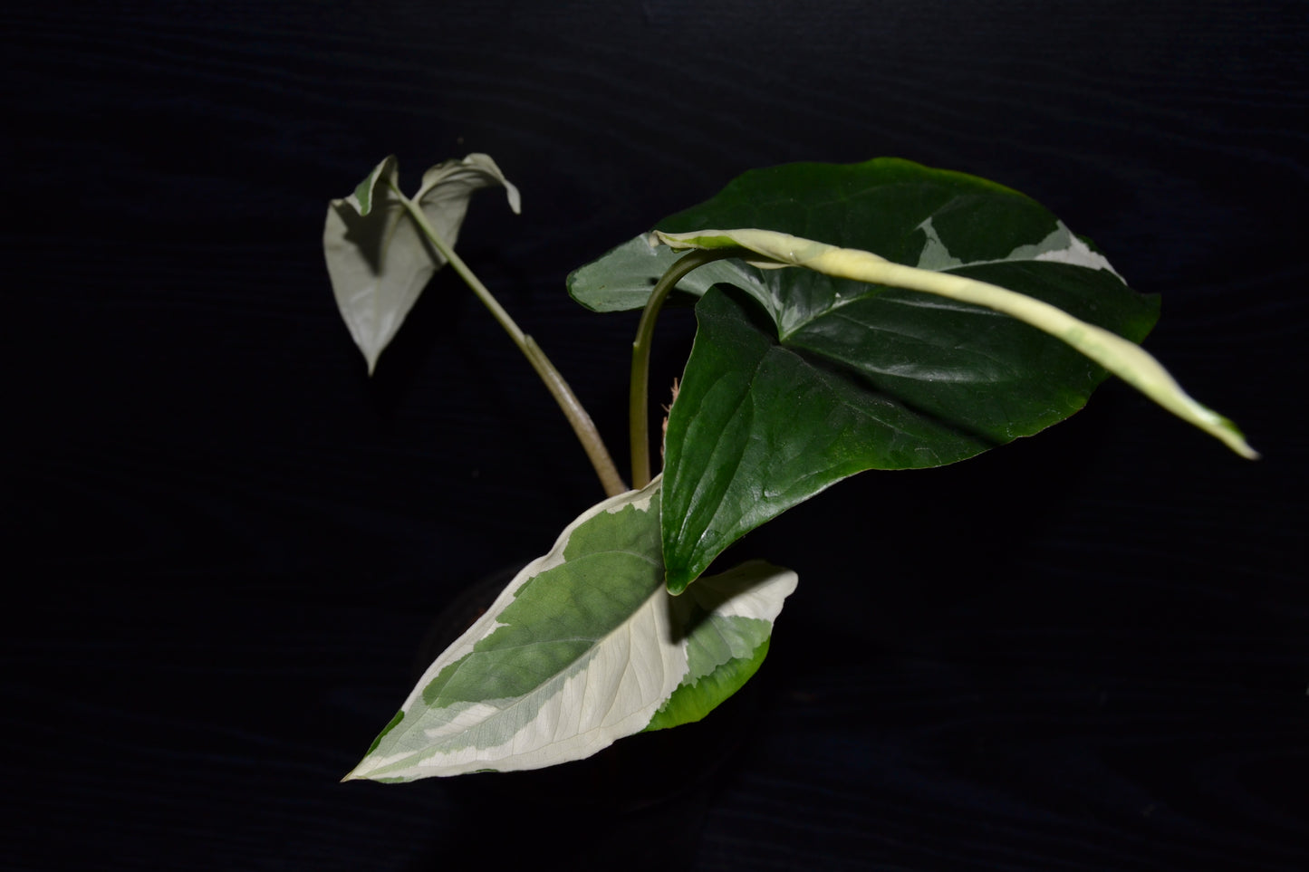 Syngonium Albo Variegata | BB014