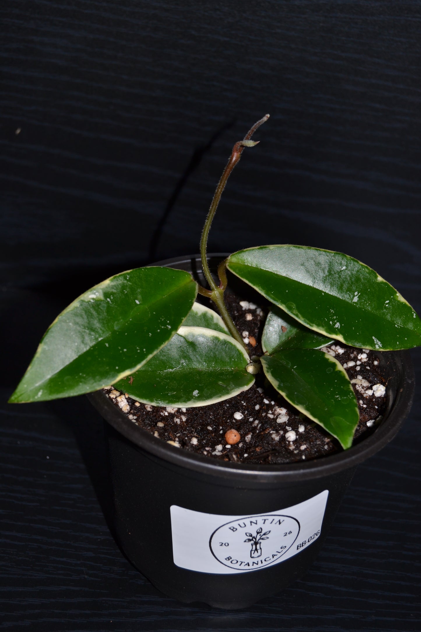 Variegated Hoya | BB026