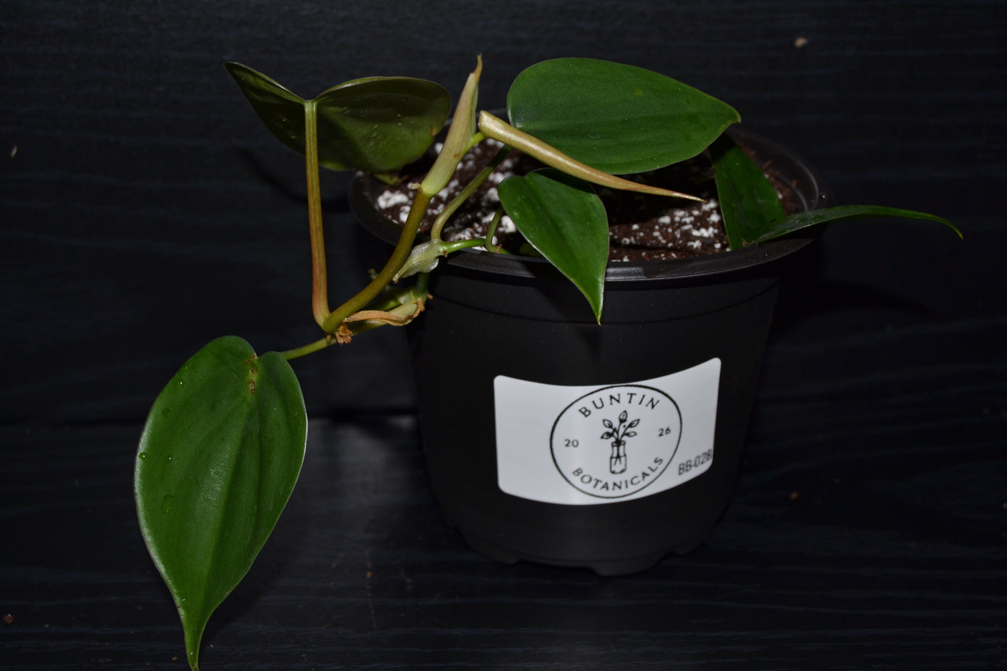 Philodendron Brasil | BB028