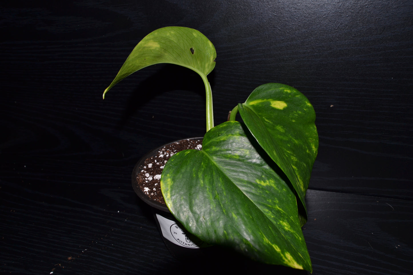 Golden Pothos | BB031