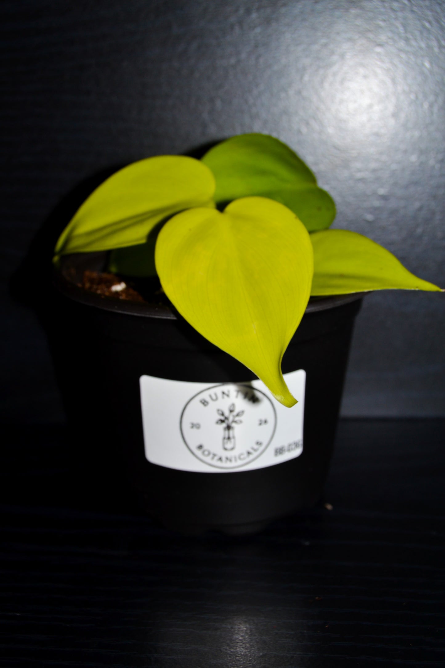 Philodendron Lemon Lime | BB036
