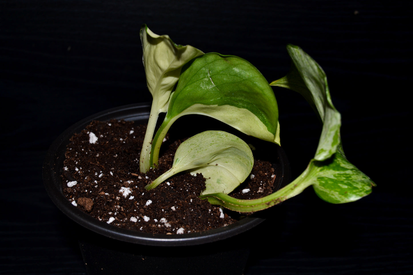 Manjula Pothos | BB037