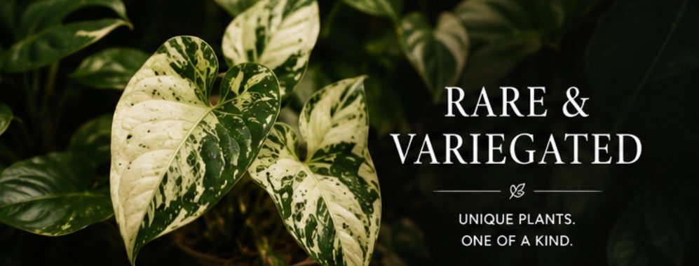 Rare & Variegated
