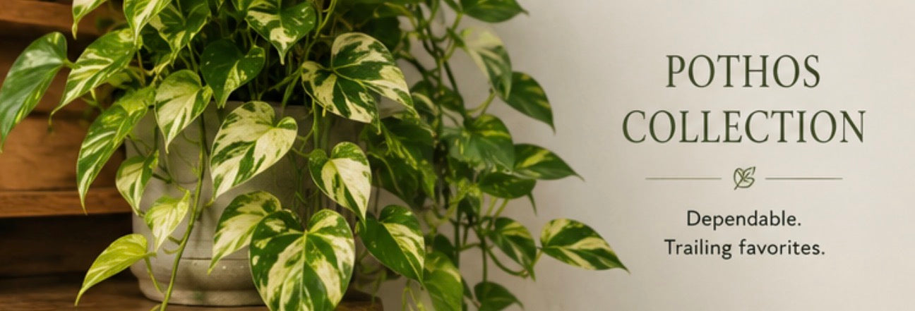 Pothos Collection