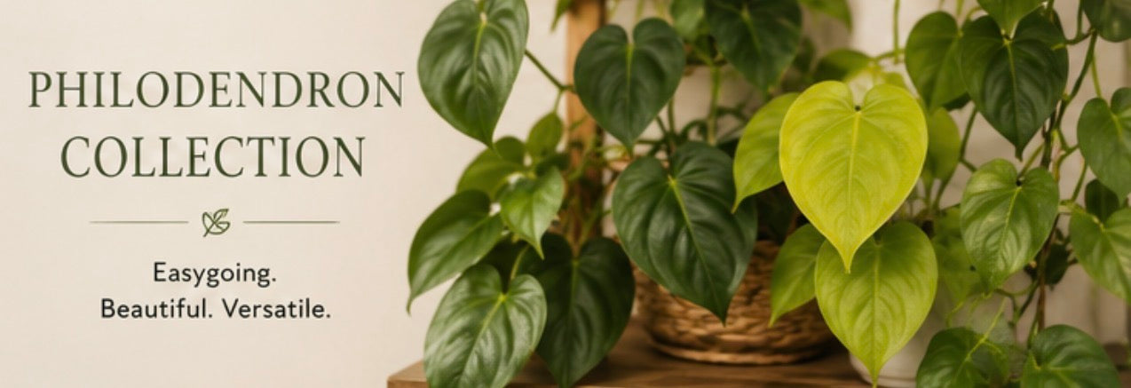 Philodendron Collection