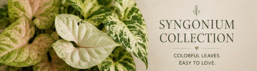 Syngonium Collection