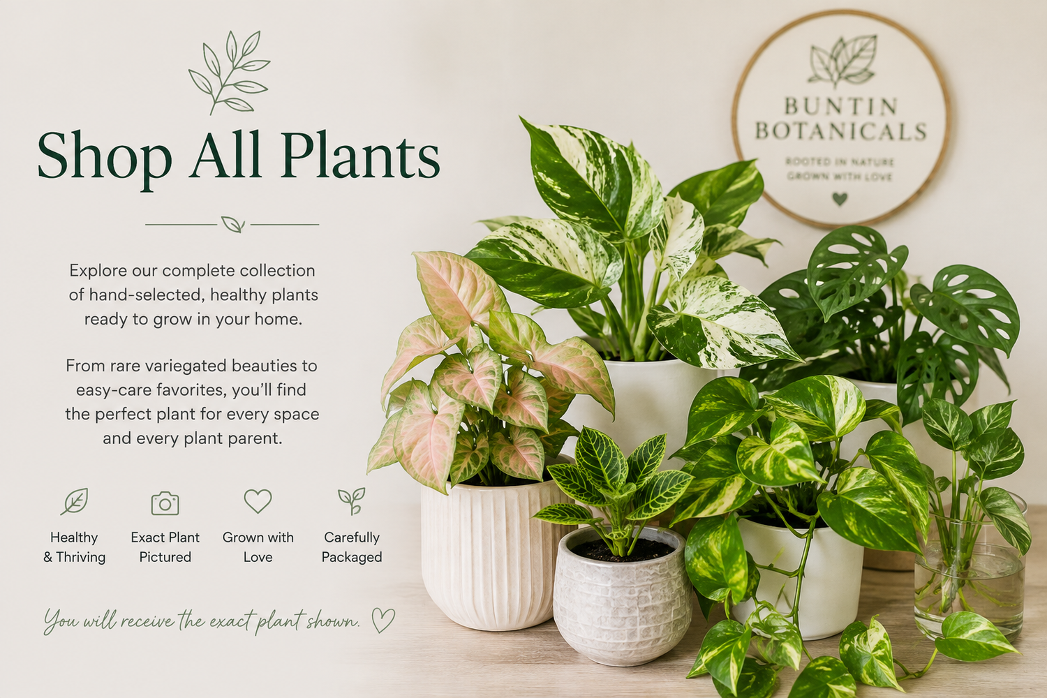 Shop All Plants