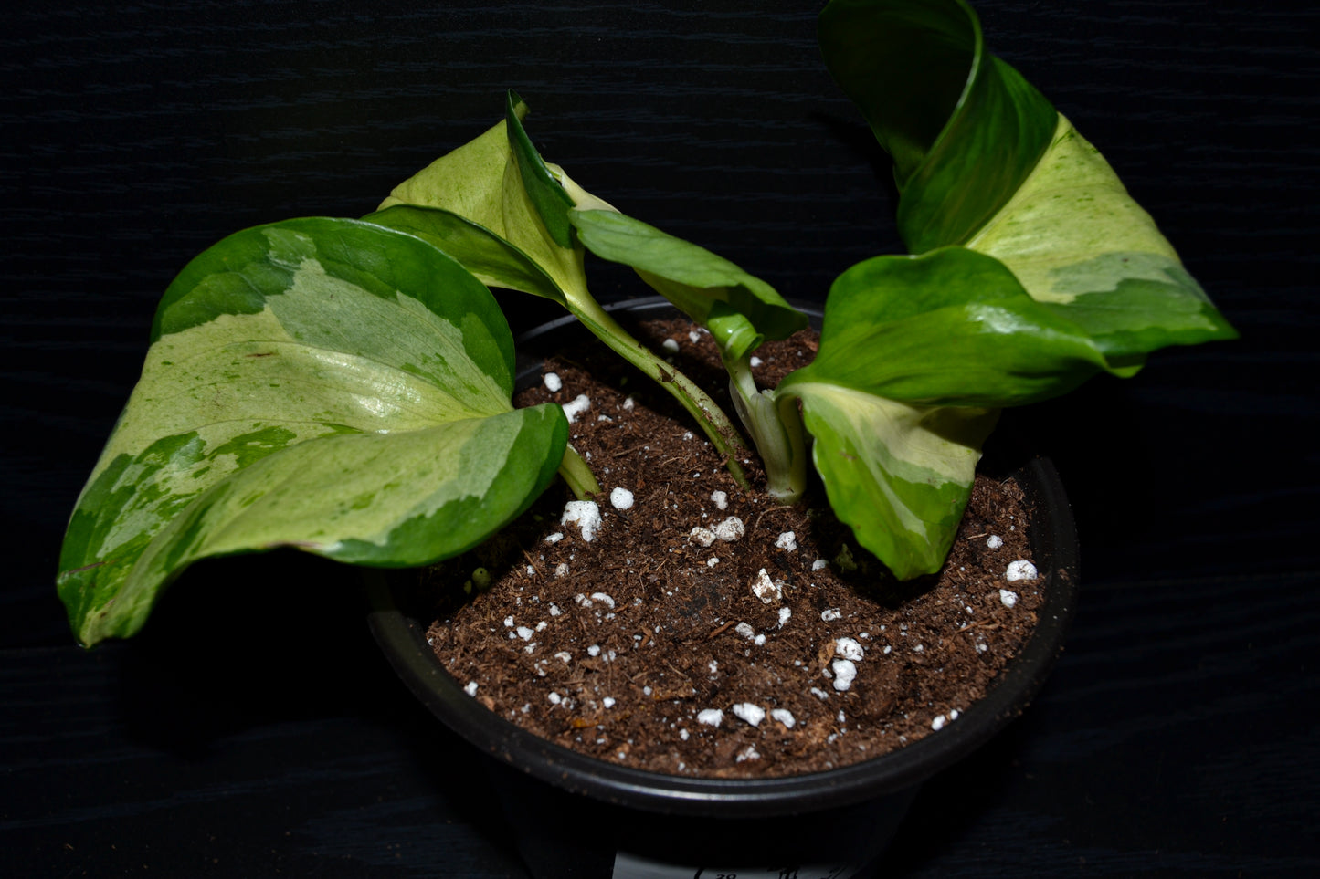 Manjula Pothos | BB041