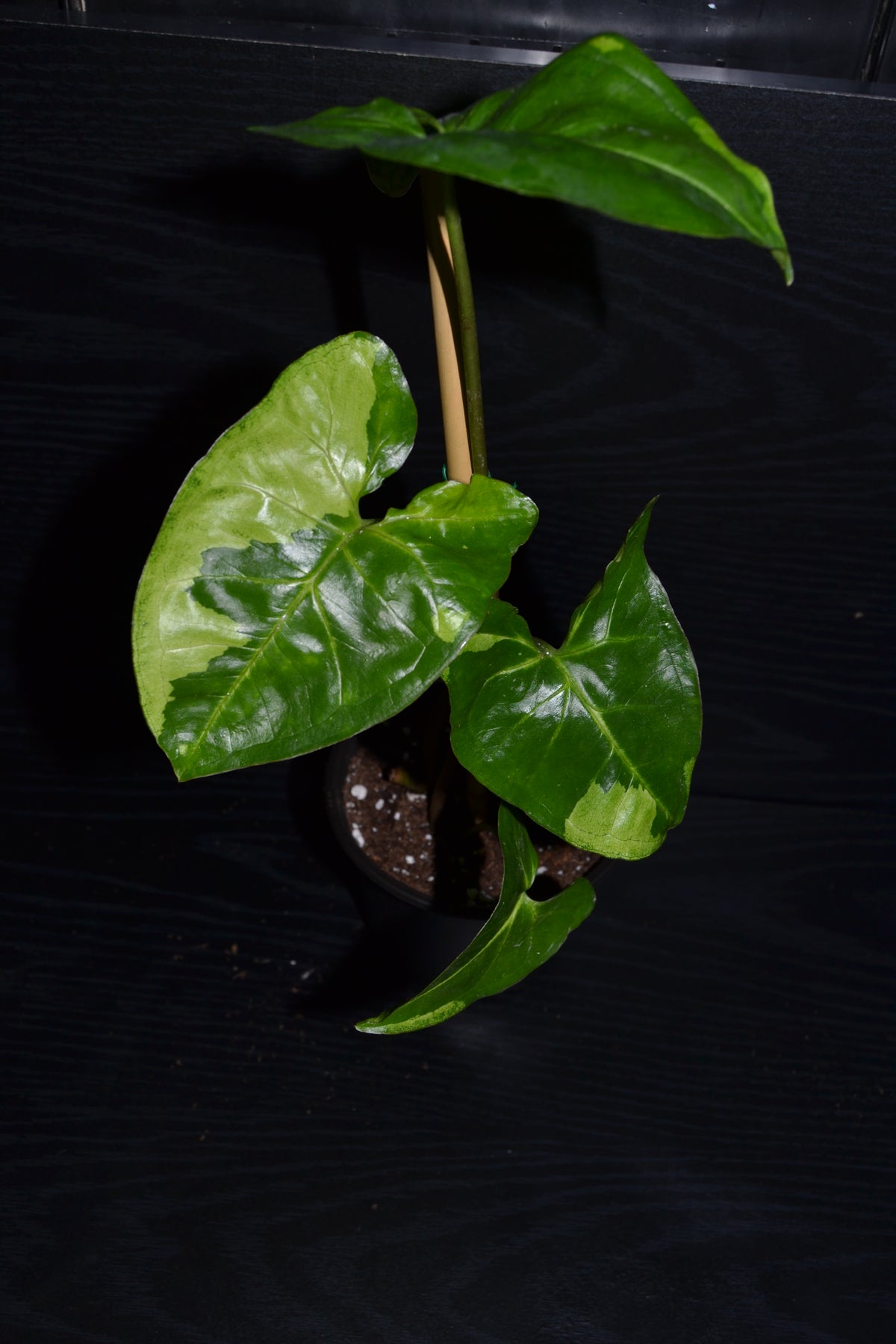 Syngonium Panda Galaxy | BB045