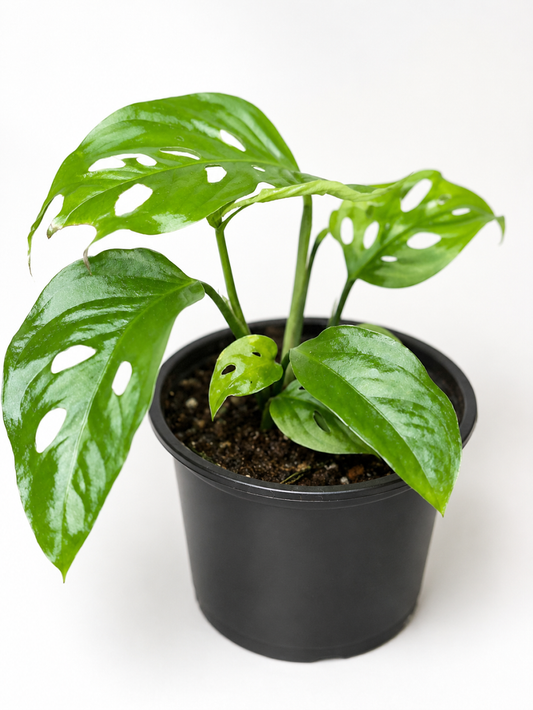 Monstera 'Swiss Cheese'