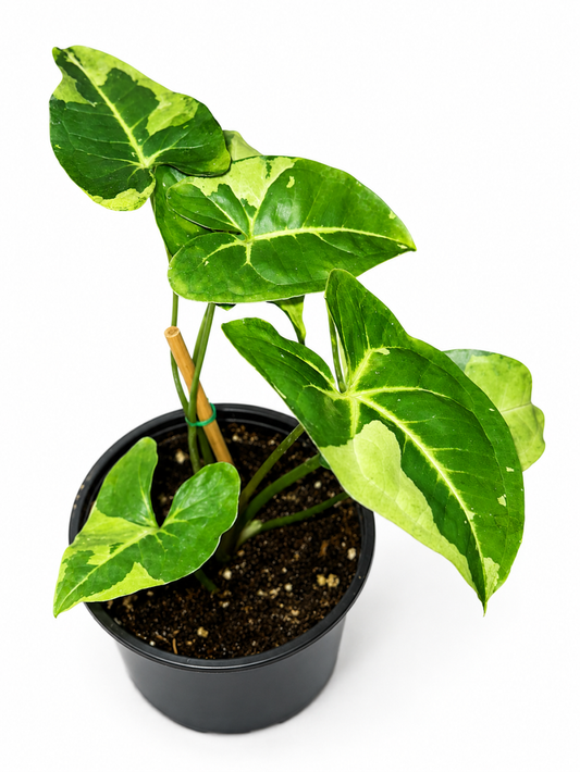Syngonium Panda Galaxy