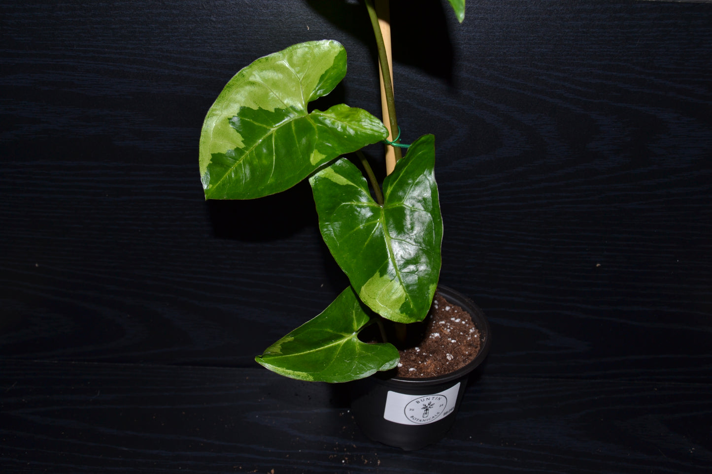 Syngonium Panda Galaxy | BB045