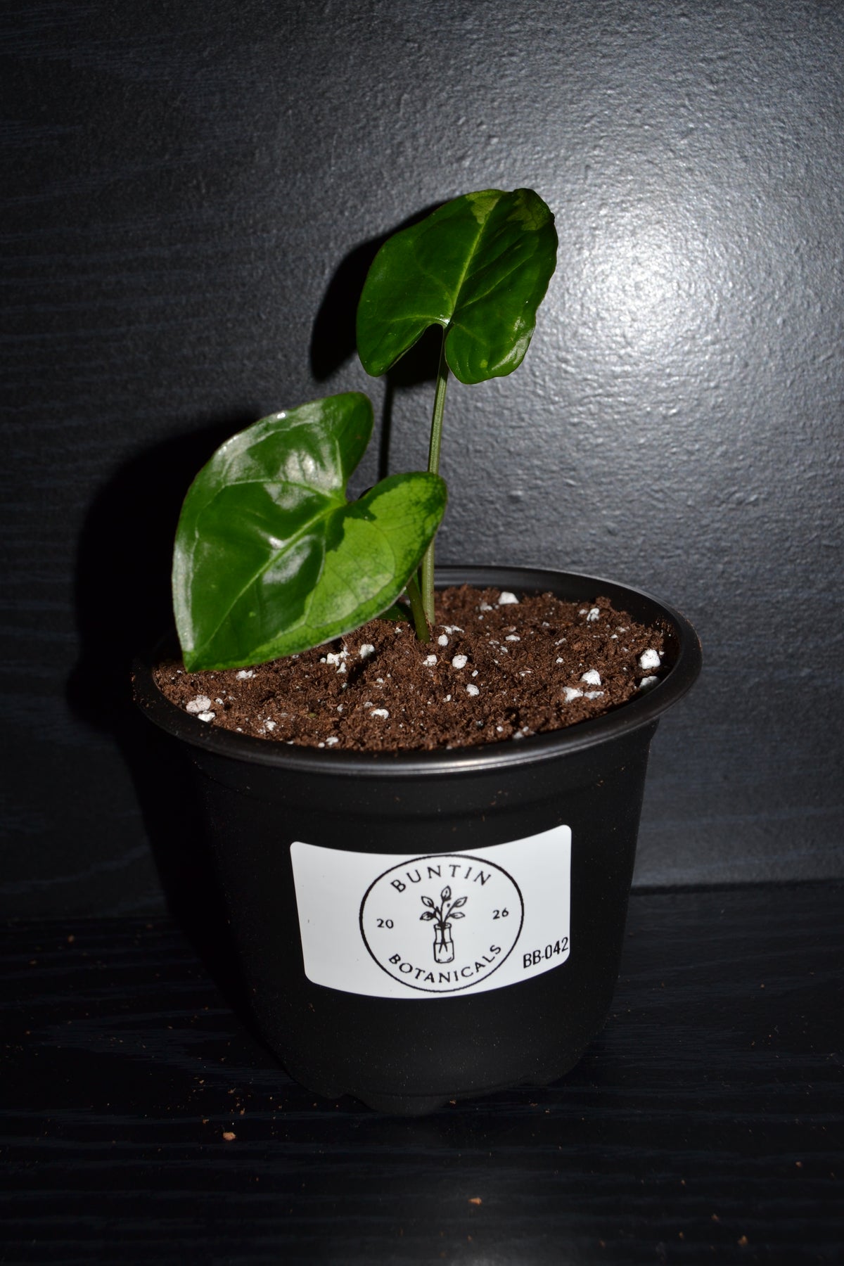 Syngonium Panda Galaxy | BB042