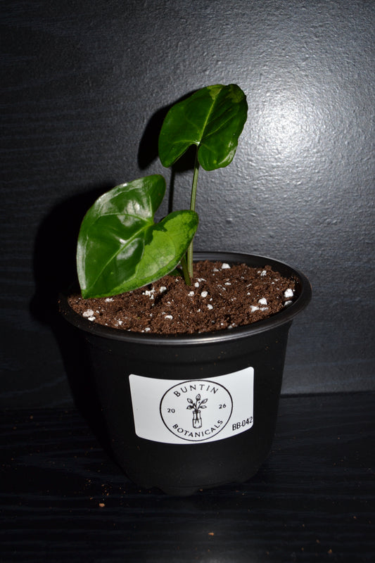 Syngonium Panda Galaxy | BB042