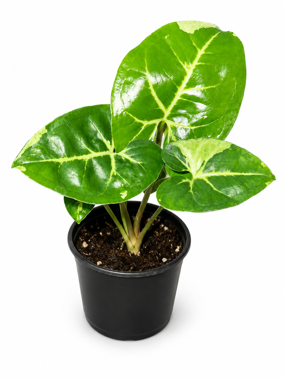 Syngonium Panda Galaxy