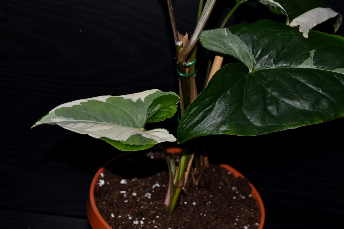 Syngonium Albo Variegata | BB014