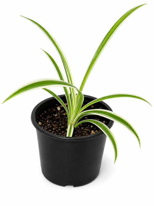 Spider Plant
