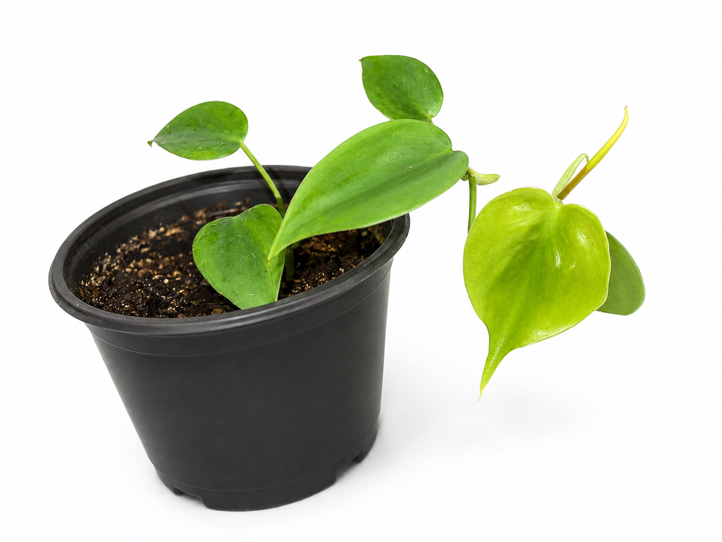 Philodendron Brasil