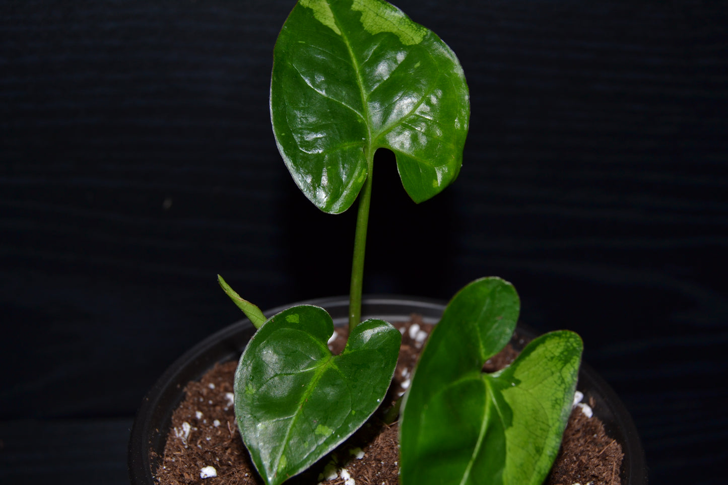 Syngonium Panda Galaxy | BB042