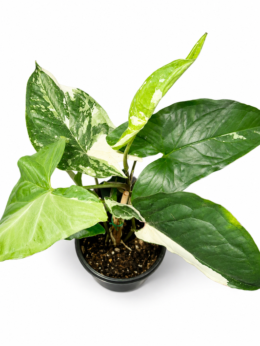 Syngonium Albo Variegata