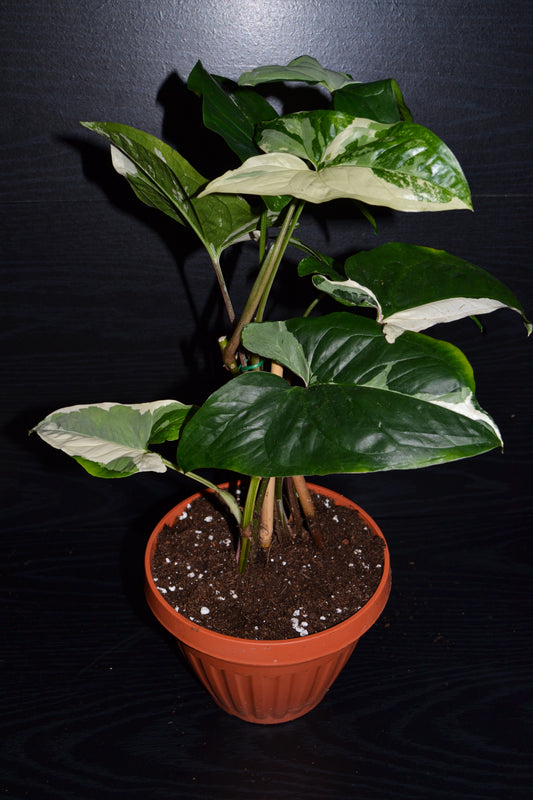 Syngonium Albo Variegata | BB014