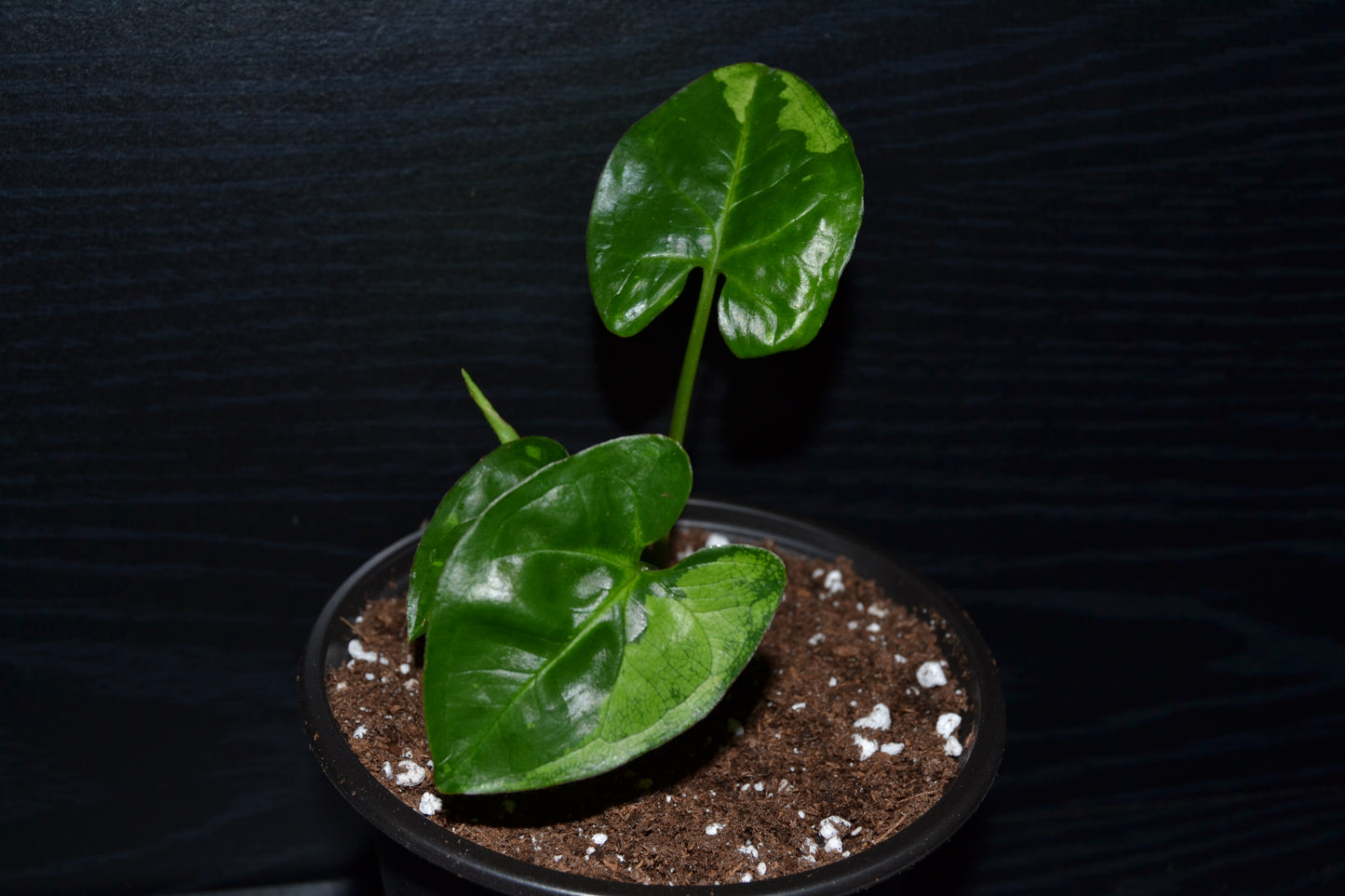 Syngonium Panda Galaxy | BB042