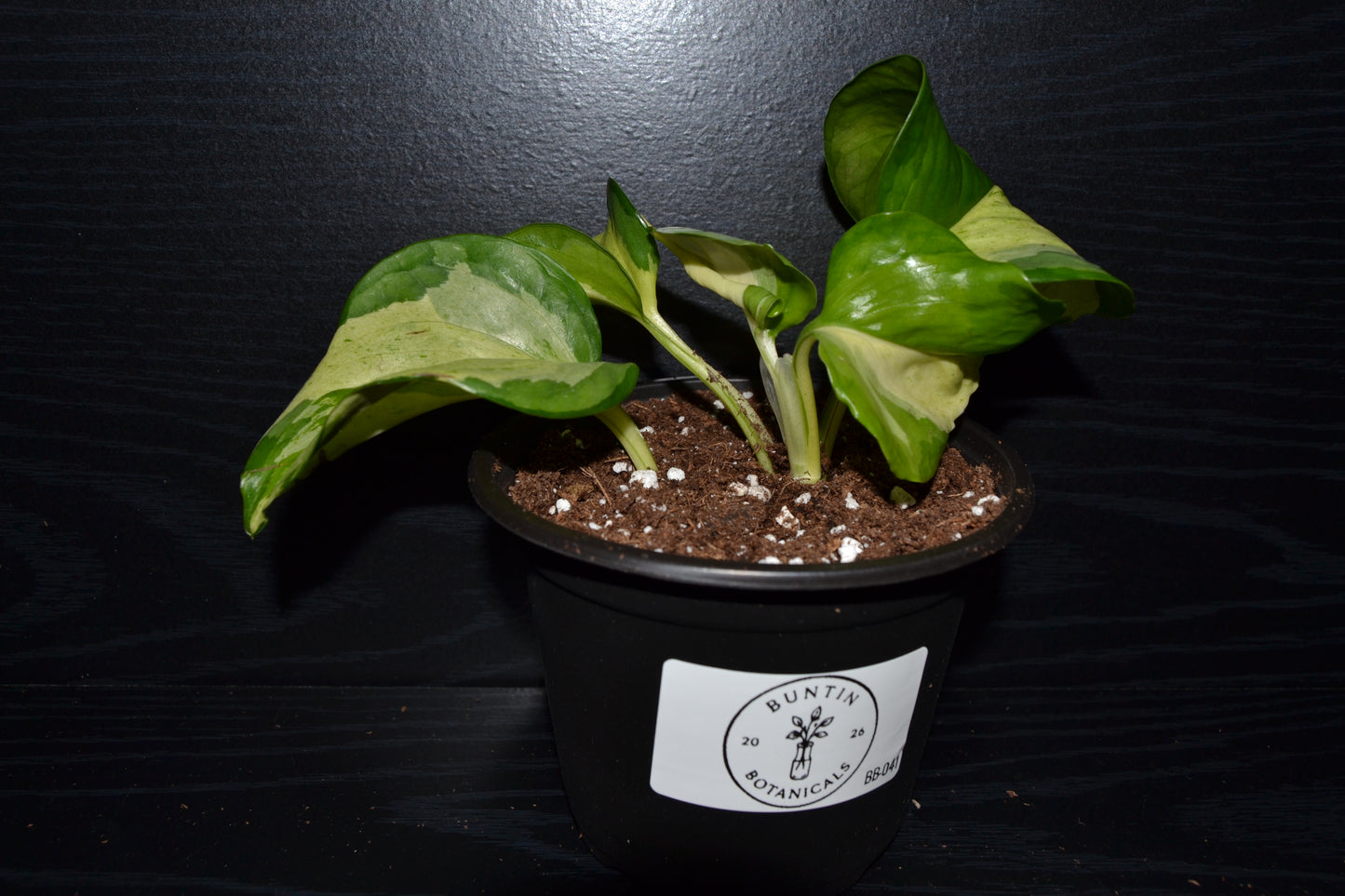 Manjula Pothos | BB041