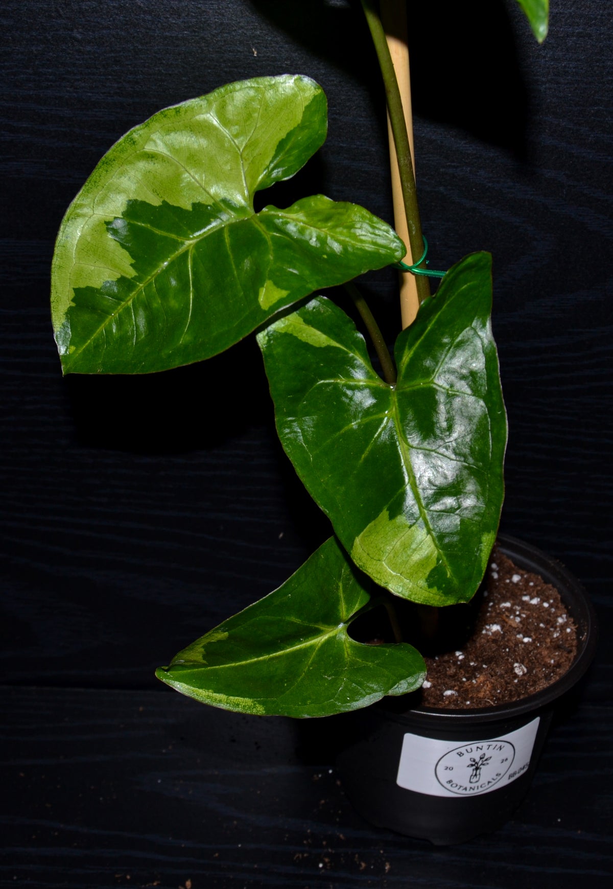 Syngonium Panda Galaxy | BB045