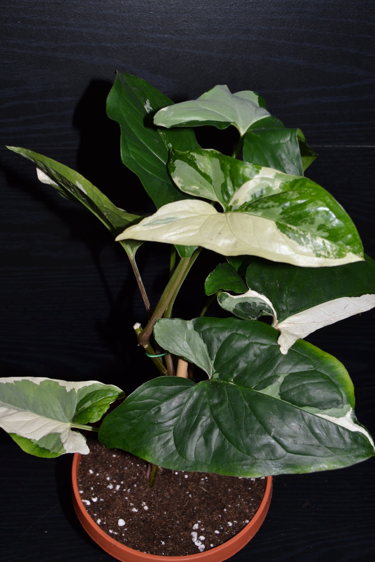 Syngonium Albo Variegata | BB014