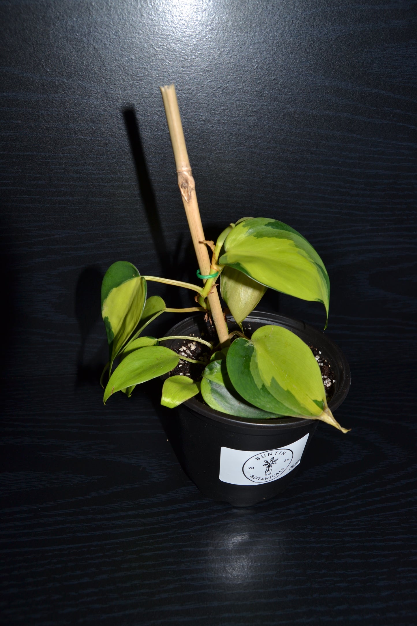 Philodendron Brasil | BB001