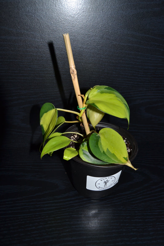 Philodendron Brasil | BB001