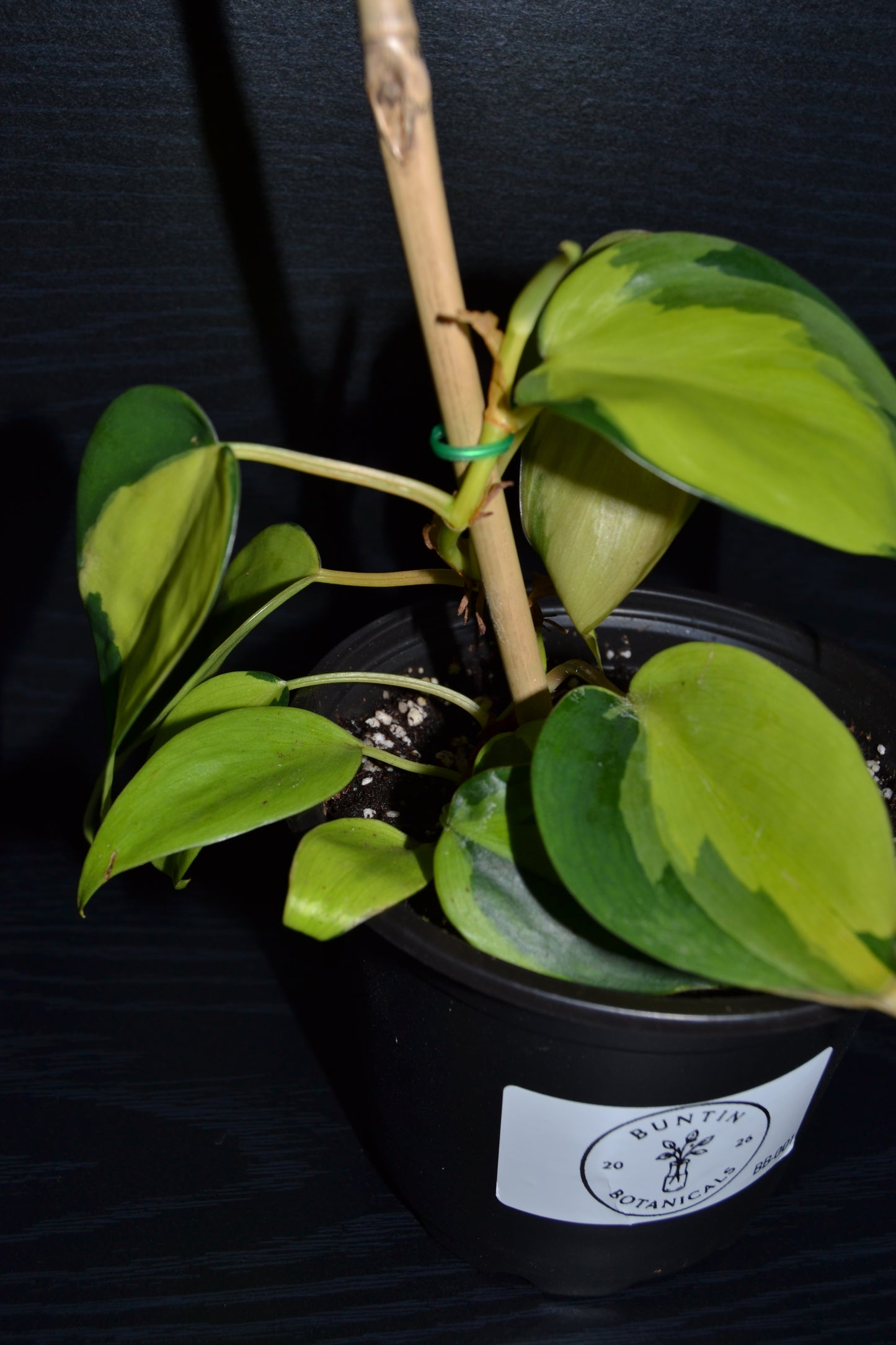 Philodendron Brasil | BB001