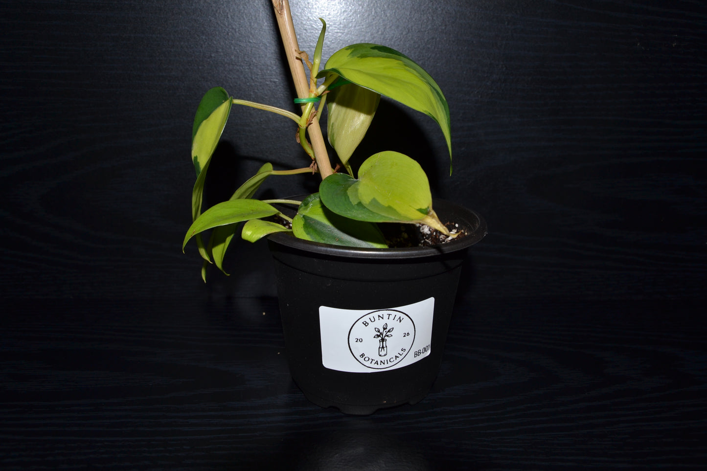 Philodendron Brasil | BB001