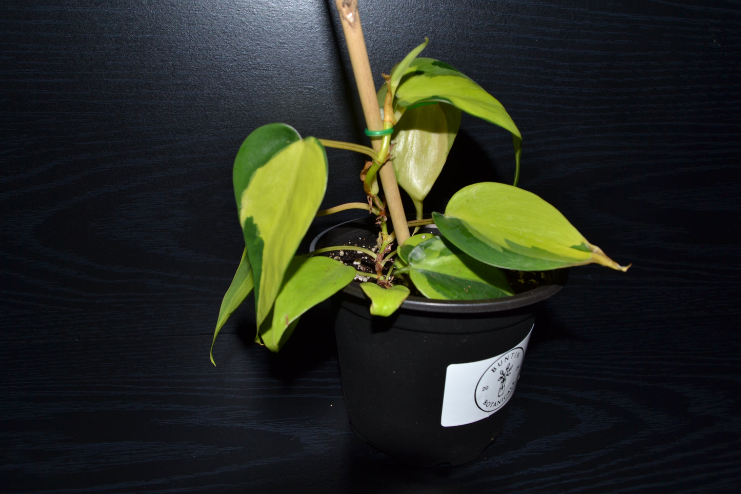 Philodendron Brasil | BB001