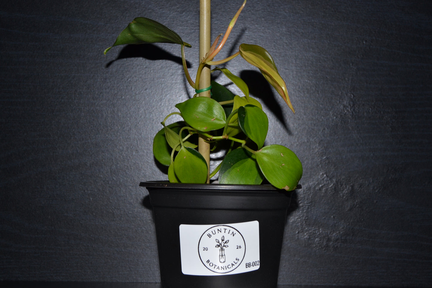 Philodendron Brasil | BB002