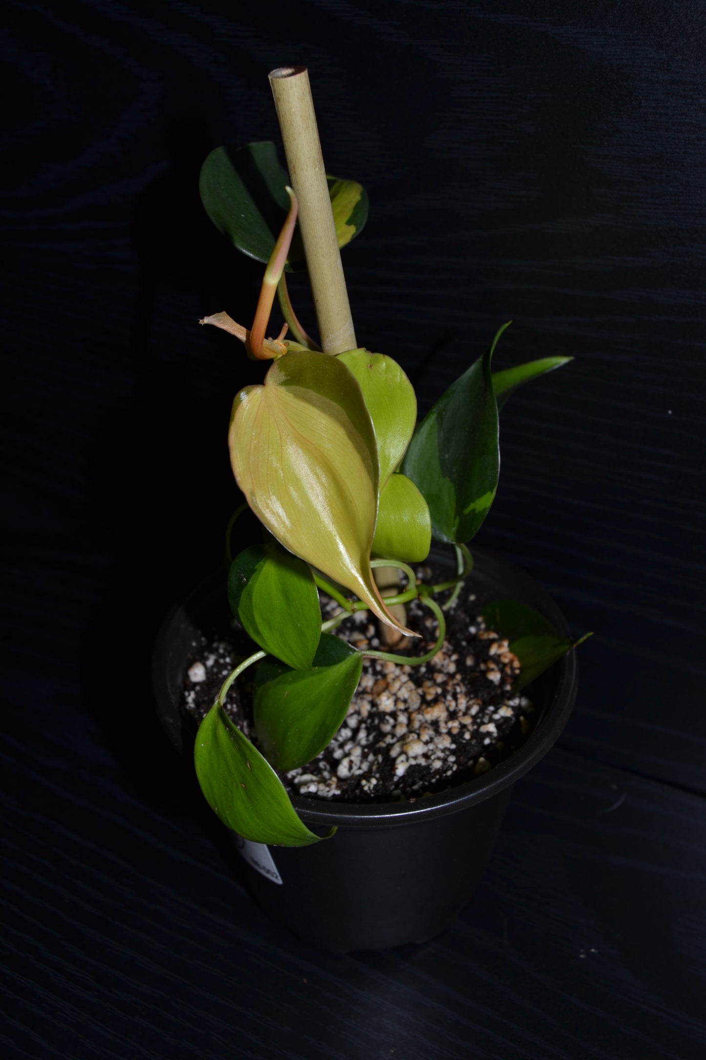 Philodendron Brasil | BB002