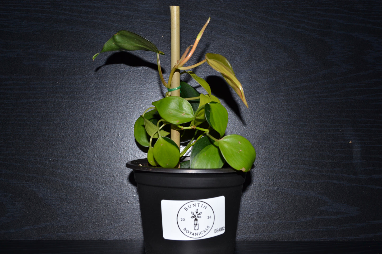 Philodendron Brasil | BB002