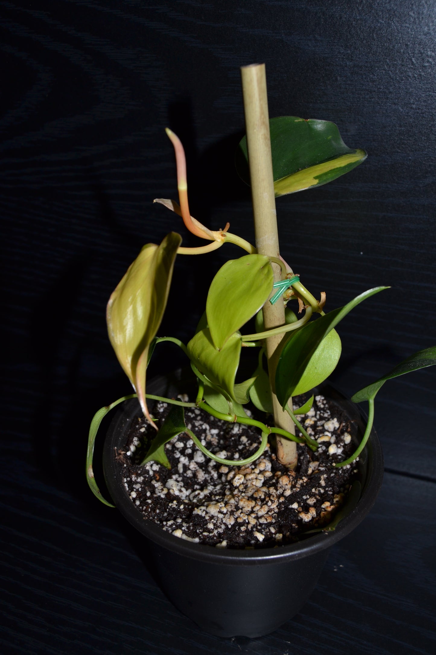 Philodendron Brasil | BB002