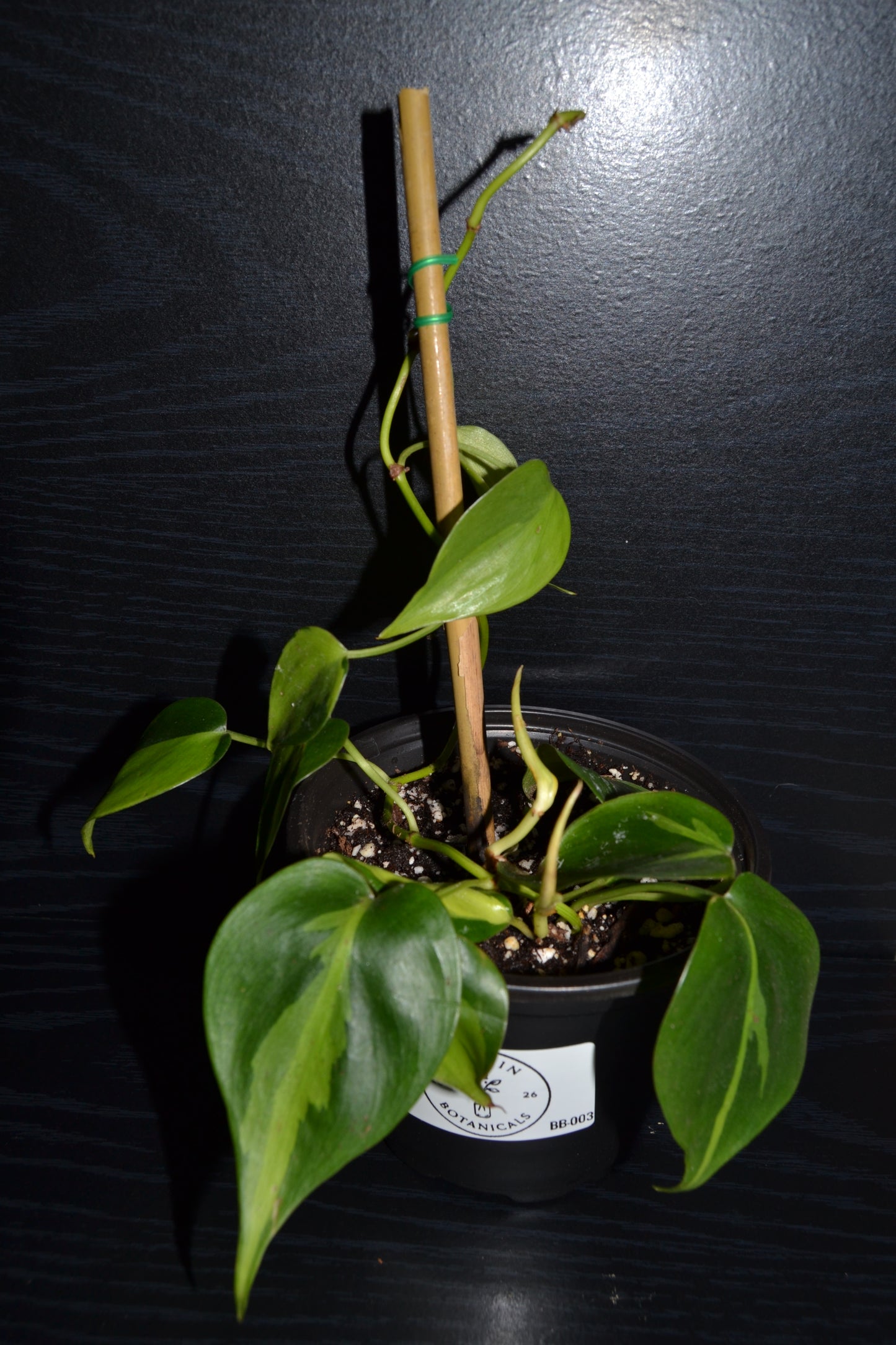 Philodendron Brasil | BB003