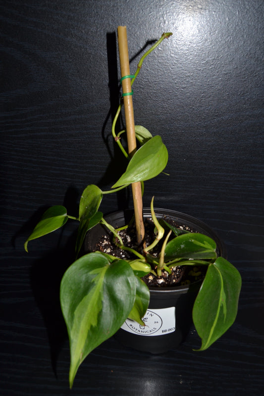 Philodendron Brasil | BB003