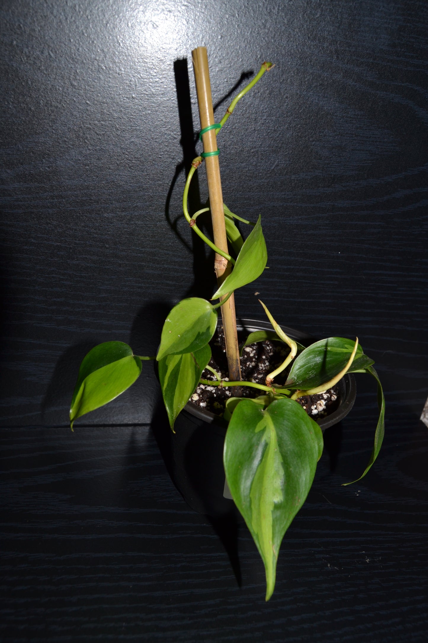 Philodendron Brasil | BB003