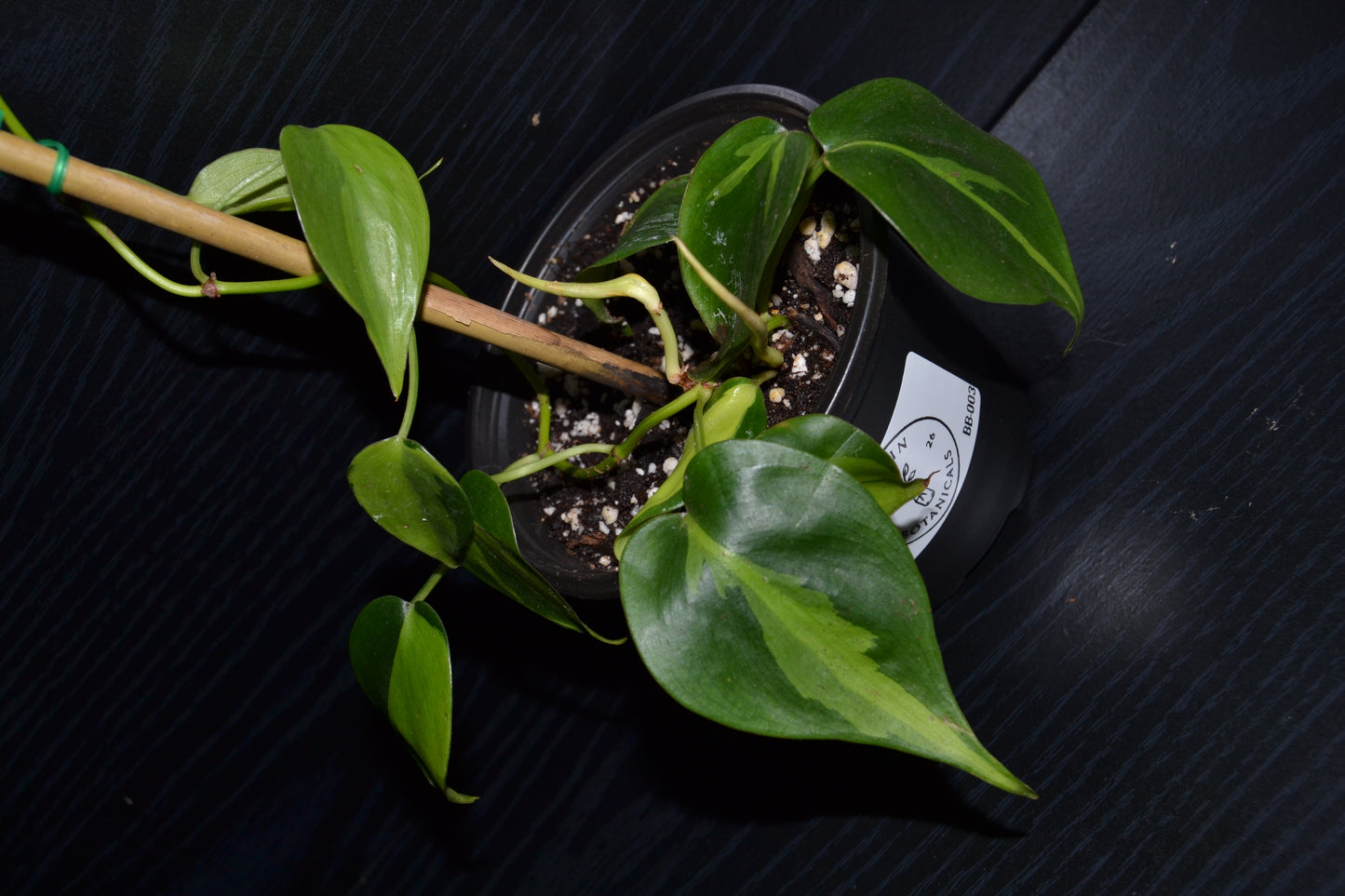Philodendron Brasil | BB003