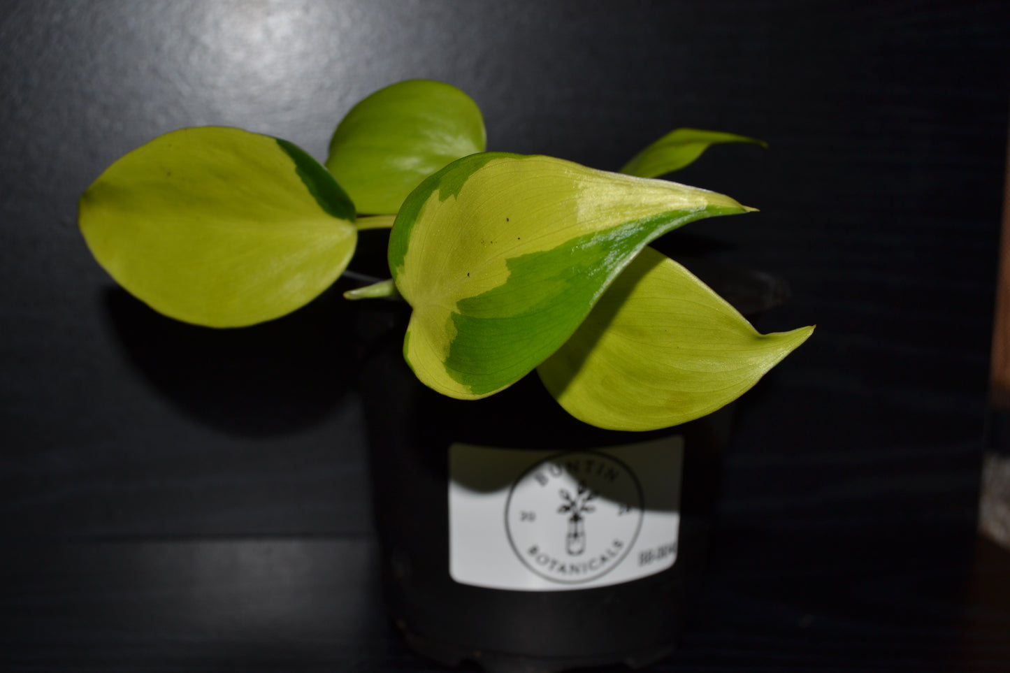 Philodendron Lemon Lime | BB004