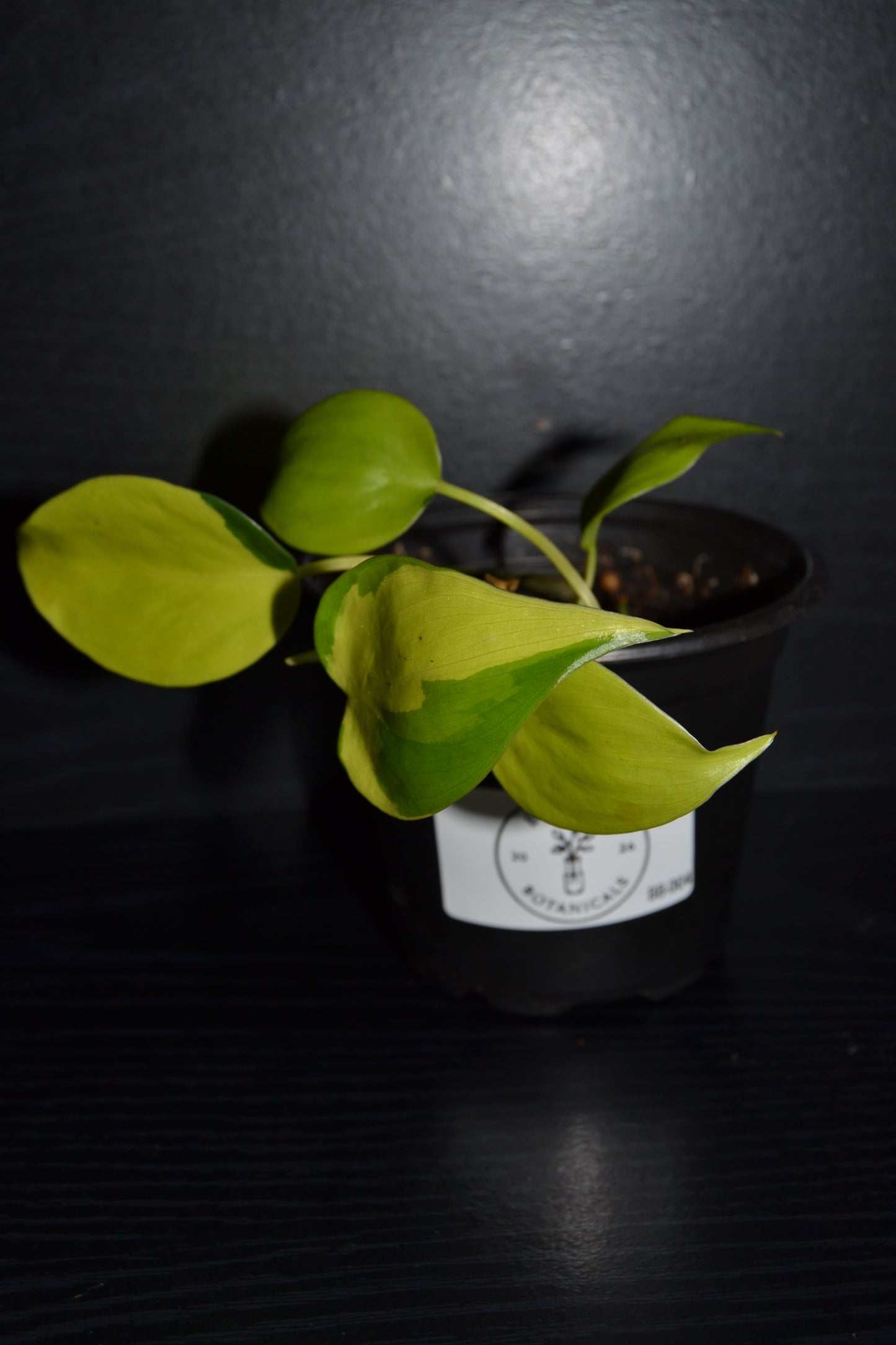 Philodendron Lemon Lime | BB004