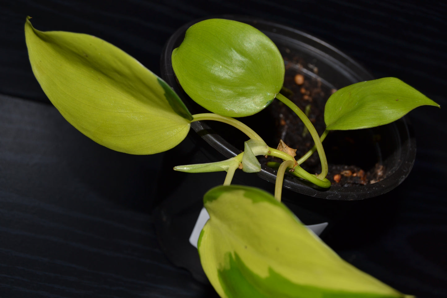 Philodendron Lemon Lime | BB004